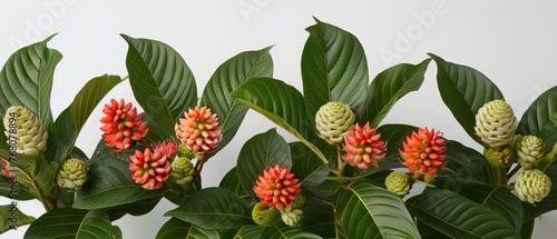 A close-up of a plant with red and green flowers and green leaves on a white background against a white wall