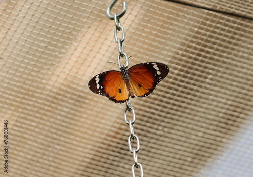 Kleiner Monarch - African monarch photo