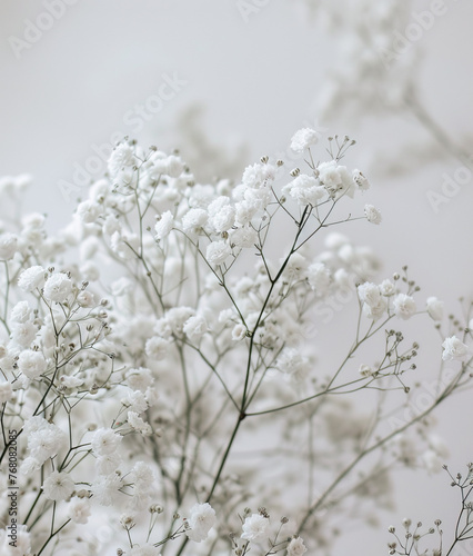 Gypsophila white flowers