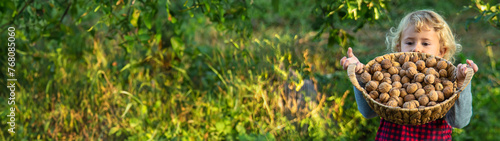 A child harvests nuts in the garden. Selective focus.