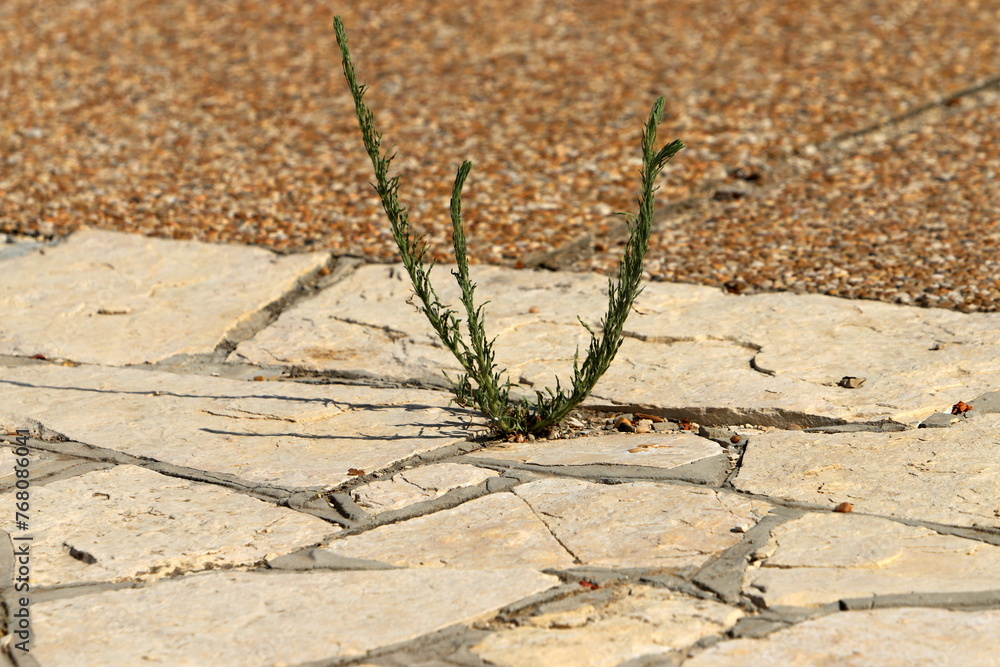 Green plants and flowers grow on the roadway and sidewalk. Green plants and flowers grow on the roadway and sidewalk.