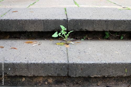 Green plants and flowers grow on the roadway and sidewalk. photo