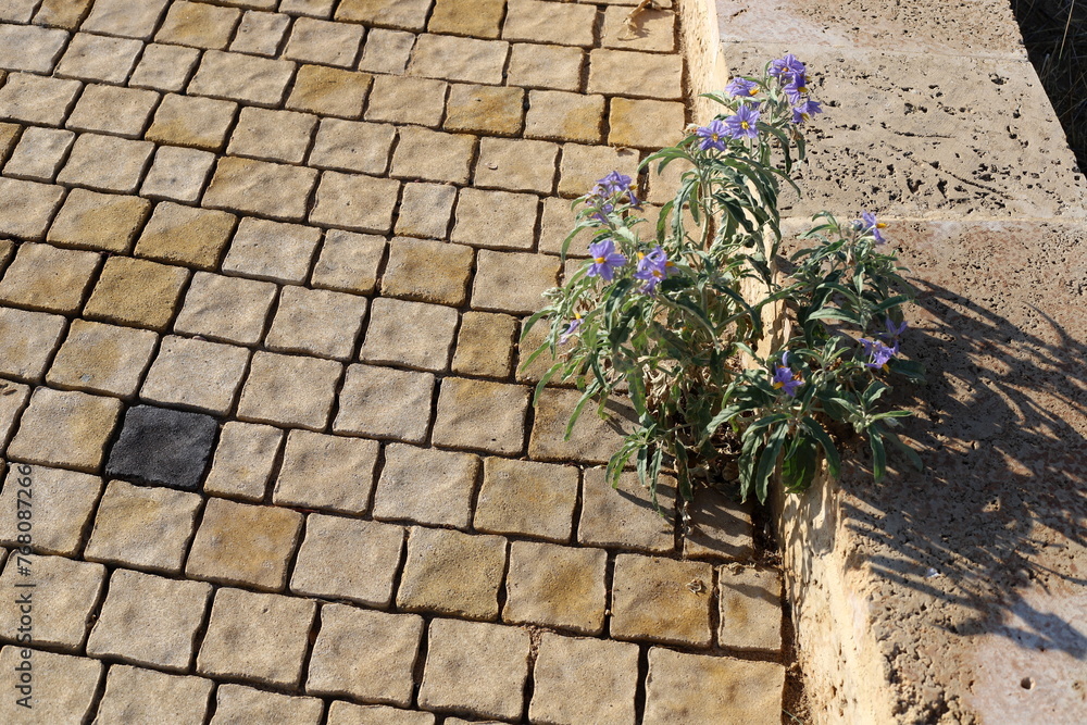 Green plants and flowers grow on the roadway and sidewalk. Green plants and flowers grow on the roadway and sidewalk.