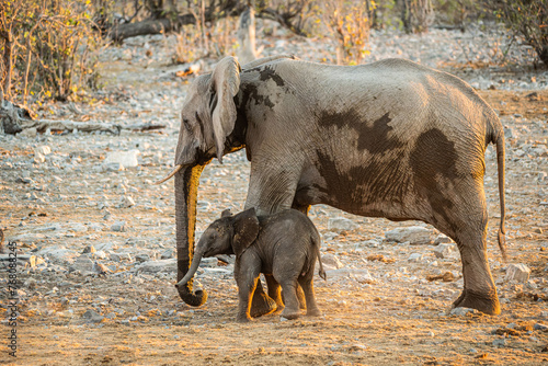 Elefant mit Jungem photo
