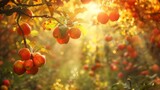 Thanksgiving background : Sunlit Orchard with Trees Full of Apples, 