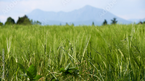 Spring grass closeup with mountains in the background