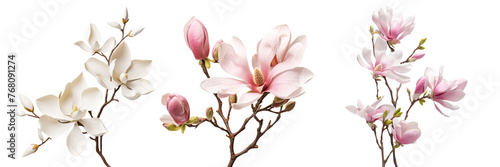 Collection of branches of magnolia flower isolated on transparent or white background