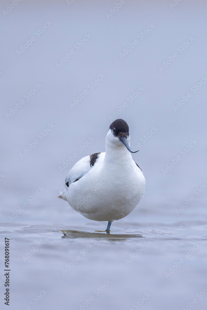 Fototapeta premium Pied Avocet Recurvirostra avosetta wader bird