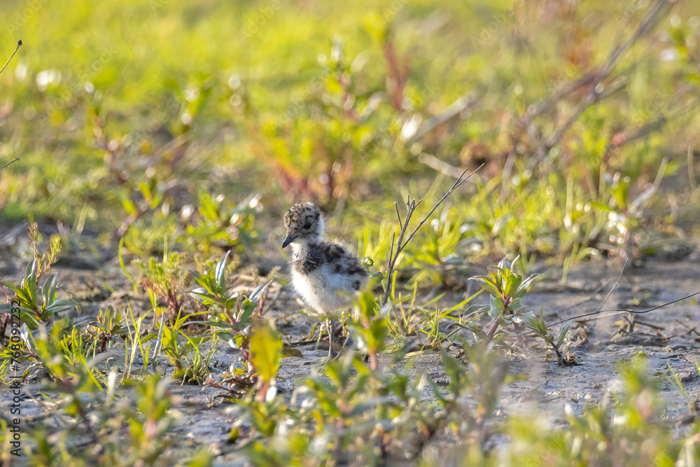 Fototapeta premium Northern lapwing, Vanellus vanellus, wading bird chick in a meadow