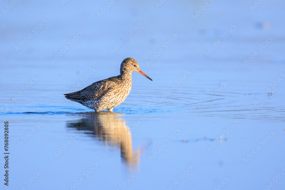 common redshank tringa totanus wading bird common redshank tringa totanus wading bird