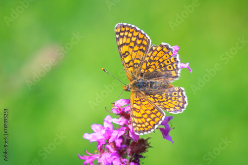 Glanville fritillary, melitaea cinxia, butterfly mating in a meadow photo