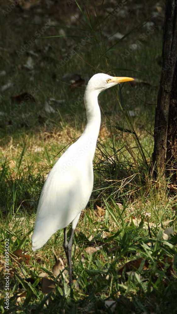 A white egret is standing and basking in the sun. A white egret is standing and basking in the sun.