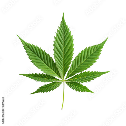 one cannabis leaf on a white isolated background