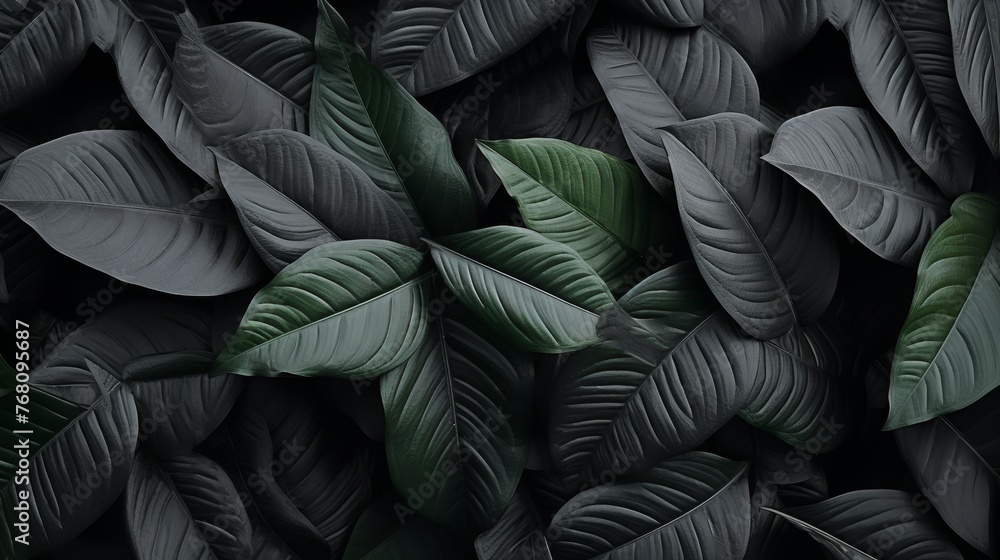 Textures of abstract black leaves for tropical leaf background Textures of abstract black leaves for tropical leaf background