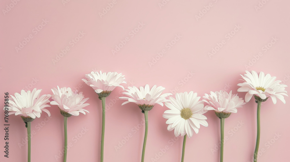 Daisies in a minimalist arrangement, set against a pastel background for a serene feel, simplicity and elegance backdrop.