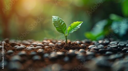 Earth and light coffee beans cover, green sprout in the middle, rising, dawn light, high angle, vibrant details