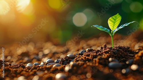 Close view of earth scattered with golden roasted coffee beans, a single green sprout rising, soft morning light photo