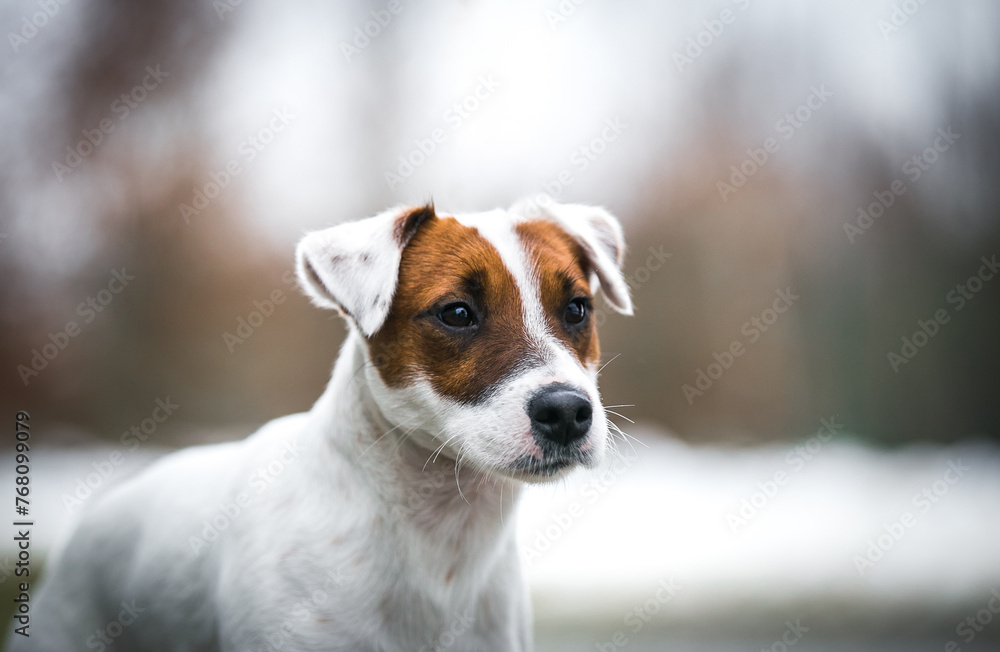 Parson's Terrier posing outside. purebreed dog outside Parson's Terrier posing outside. purebreed dog outside