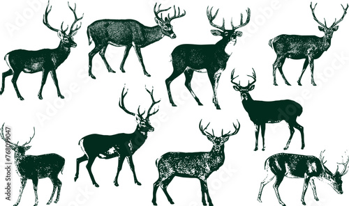 Vintage Deer vector Set of wild deer silhouettes in flat style isolated on white background. 