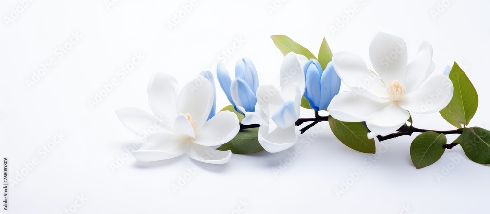 Fototapeta premium Three white and blue flowers, each with green leaves, stand out against a white background. The delicate petals and vibrant colors of the flowers contrast beautifully with the green stems and leaves.