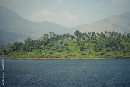 green tea estate with hill