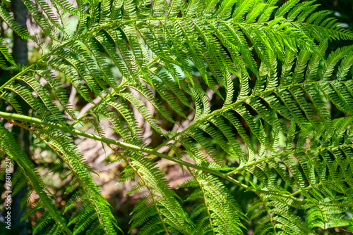 Close up of green fern leaves  horizontal over the image.  Location: El Chaiten Volcano Hike, Chaitén Los Lagos, Chile