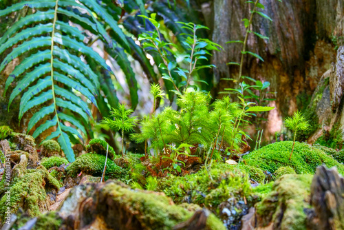 Different small green ferns growing on a tree in the lush temperate rainforest.  Location: El Chaiten Volcano Hike, Chaitén Los Lagos, Chile