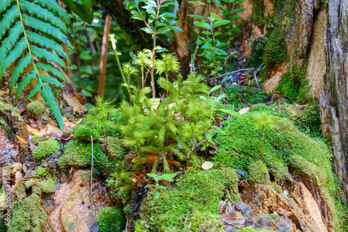 Different small green ferns growing on a tree in the lush temperate rainforest.  Location: El Chaiten Volcano Hike, Chaitén Los Lagos, Chile