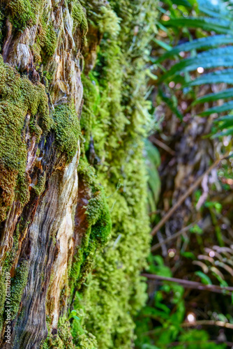 Close-up of different small green ferns growing on a tree in the lush temperate rainforest.  Selective focus, background out of focus. 