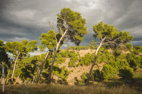 Foto trees at sunlight  in Lucera in Apulia, southern Italy