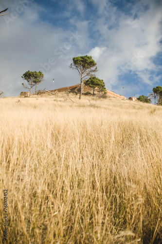 tree in the field  in Lucera in Apulia, southern Italy
