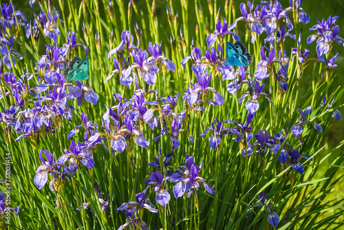 Purple wild iris flowers in full bloom on sunny day