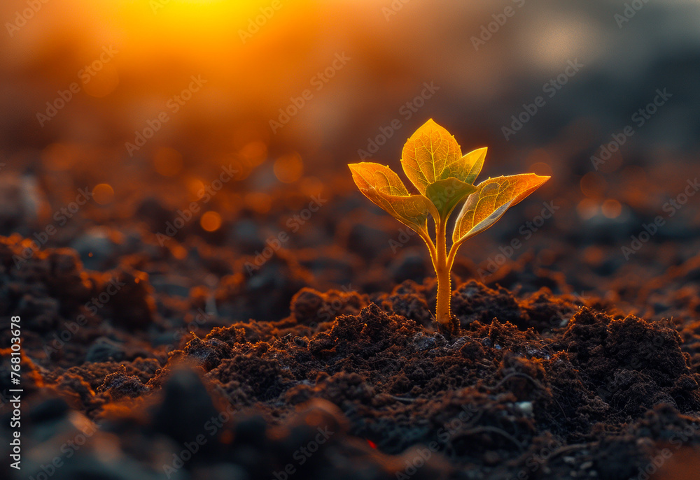 Young plant growing in the morning light on nature background - obrazy, fototapety, plakaty 