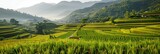 panorama of green hills with rice terraces without people.