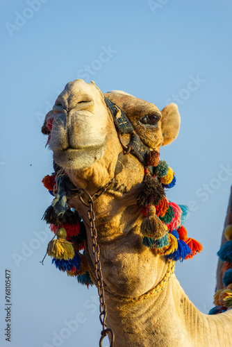 The muzzle of the African camel