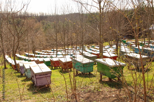 A group of wooden boats in a yard with trees and grass