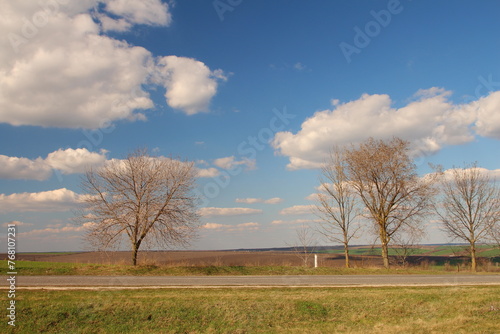 A field with trees and grass © parpalac