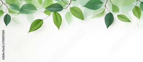 Fresh green leaves contrast against a clean white background, creating a vibrant and natural aesthetic. The leaves are patterned against a wallpaper backdrop, evoking a sense of spring and summer.
