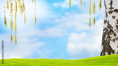 frame from flowering birch tree branches isolated on blue sky with copy space on green meadow in spring © winyu