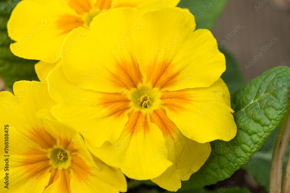Yellow spring flowers primrose in greenhouse close-up. Petals and stamens primula family primulaceae. Plant auricula and cowslip blossom in commercial glasshouse. Horticulture and floriculture. Yellow spring flowers primrose in greenhouse close-up. Petals and stamens primula family primulaceae. Plant auricula and cowslip blossom in commercial glasshouse. Horticulture and floriculture.