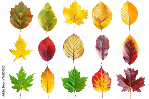 A collection of autumn leaves in various colors and shapes photo