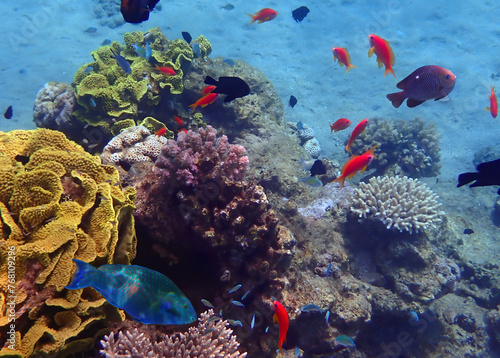 Wonderful nature of coral reef, showing biodiversity of tropical marine ecosystems that is still remains untouched by human activities in the Red Sea, Sinai, Middle East