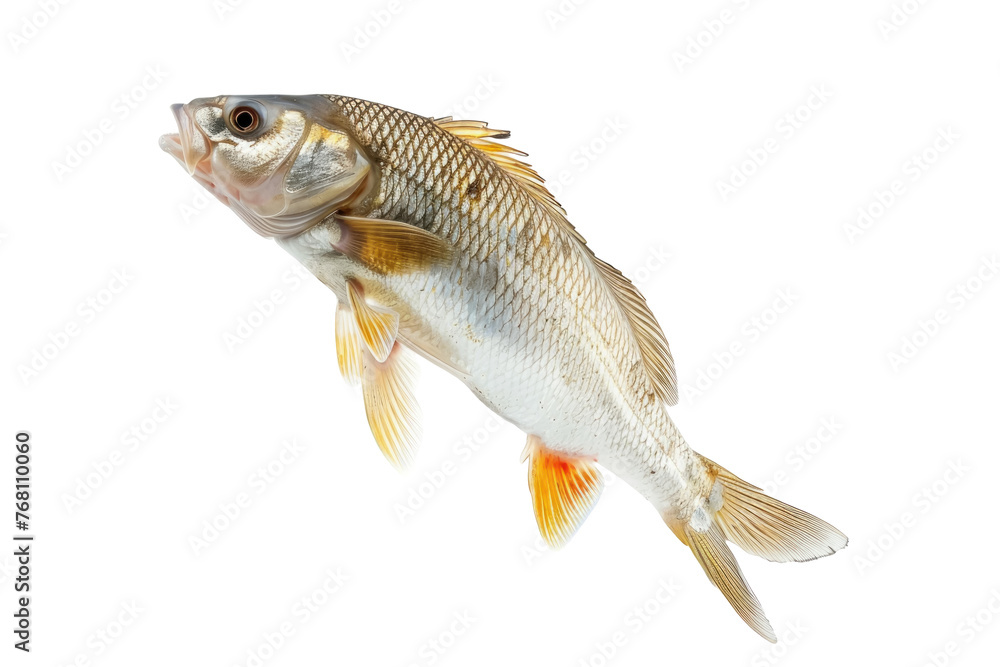 Leaping fish catching prey ,isolated on white background or transparent background, png clipart die-cut