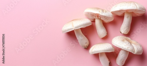 Oyster mushroom pleurotus ostreatus on delicate pastel colored background for a serene aesthetic