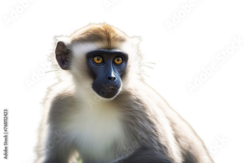 monkey chlorocebus pygerythrus vervet animal ape cercopithecidae creature cut-out isolated on white mammal portrait primate sitting studio shot vertebrate photo