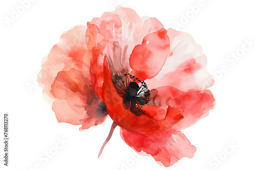 Translucent Red Poppy Watercolor, Soft Floral - Isolated on Transparent White Background PNG

