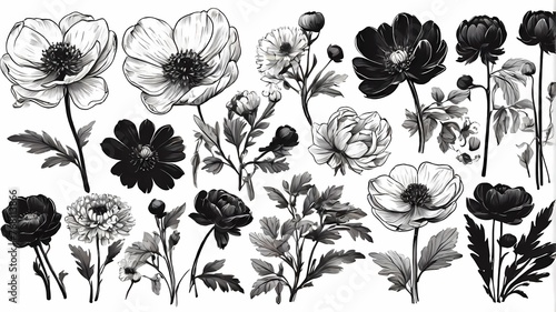 Set of hand drawn spring flowers. Black brush flower silhouette. Ink drawing wild plants, herbs or flowers, monochrome botanical illustration. Anemone, peony, chrysanthemum isolated cliparts