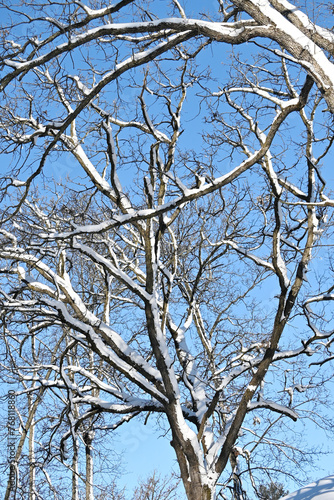 Snow on Tree Branches