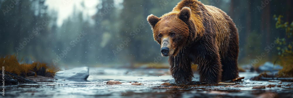 large brown grizzly bear catch fish in forest river in nature. Panoramic wide summer landscape - obrazy, fototapety, plakaty 