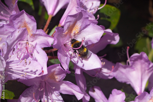 Bee on rhododendron flowers in a garden